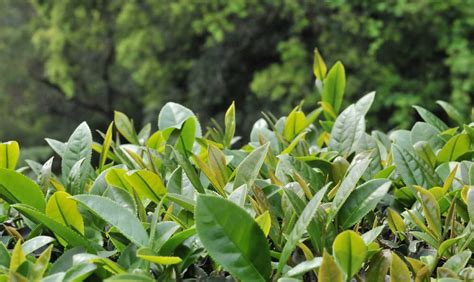 什麼萱|台茶12號